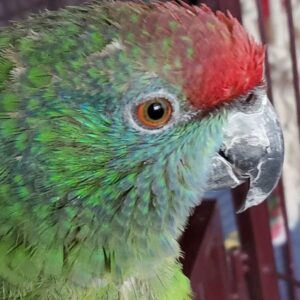 amazon parrots for sale