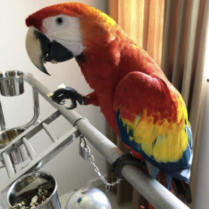 macaw for sale