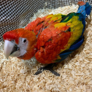 macaw for sale