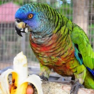 amazon parrots for sale