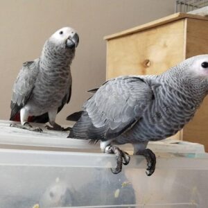 african grey parrots for sale