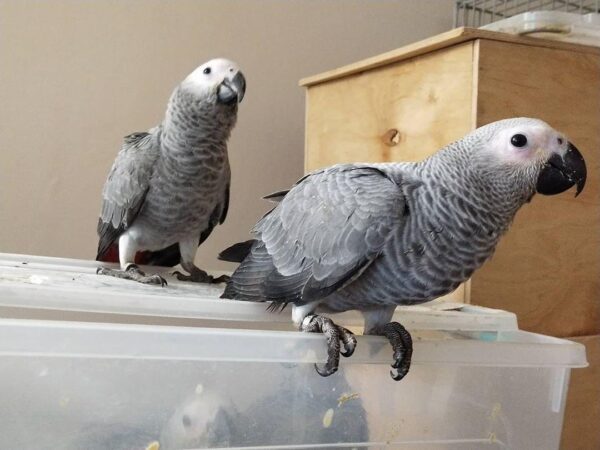 african grey parrots for sale