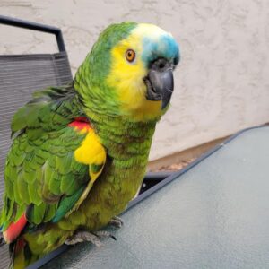 amazon parrots for sale