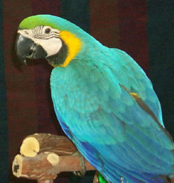 macaw for sale