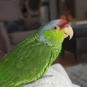 amazon parrots for sale