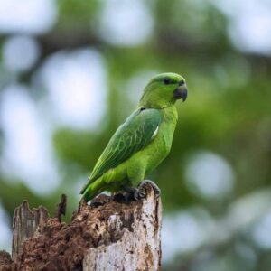 amazon parrots for sale