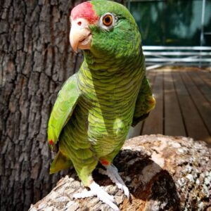 amazon parrots for sale