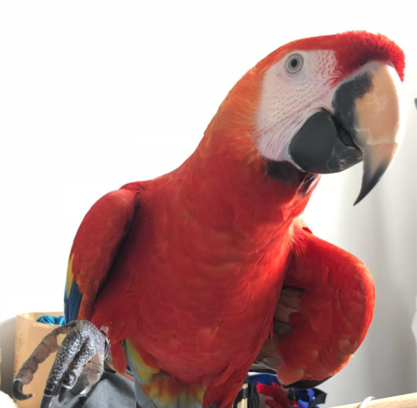 macaw for sale