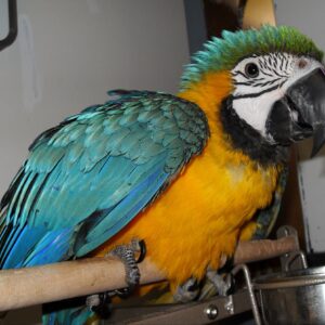 macaw for sale