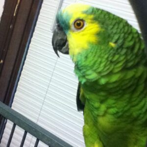 amazon parrots for sale