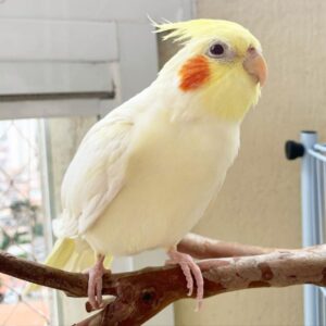 cockatoo for sale