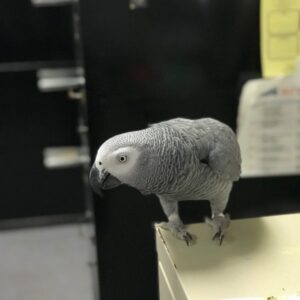 african grey parrots for sale