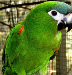 macaw for sale