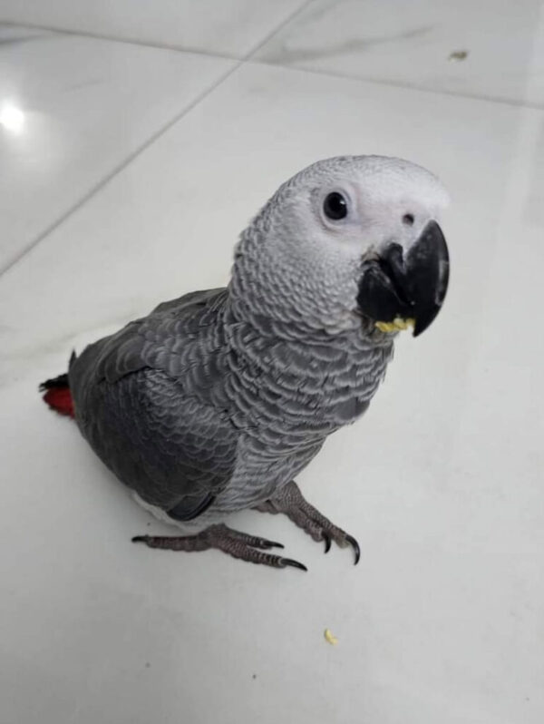 african grey parrots for sale