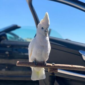 cockatoo for sale