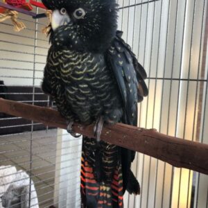 cockatoo for sale