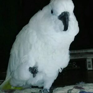 cockatoo for sale