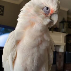 cockatoo for sale