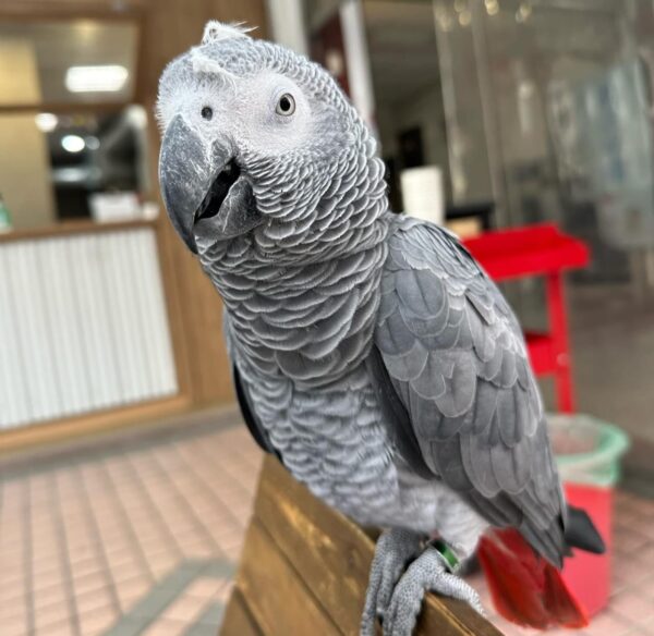 parrots for sale