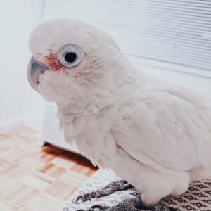 cockatoo for sale