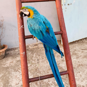 macaw for sale