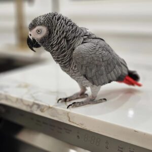 parrots for sale