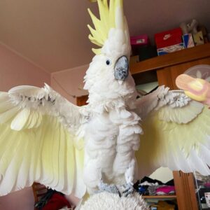 cockatoo for sale