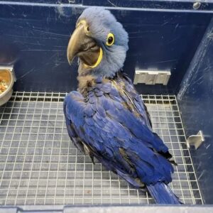 macaw for sale