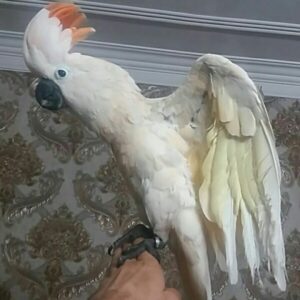 cockatoo for sale