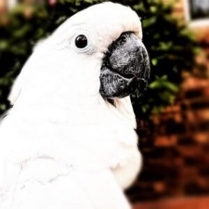 cockatoo for sale