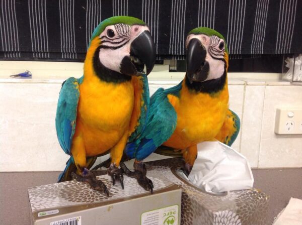 macaw for sale