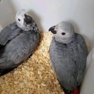 african grey parrots for sale